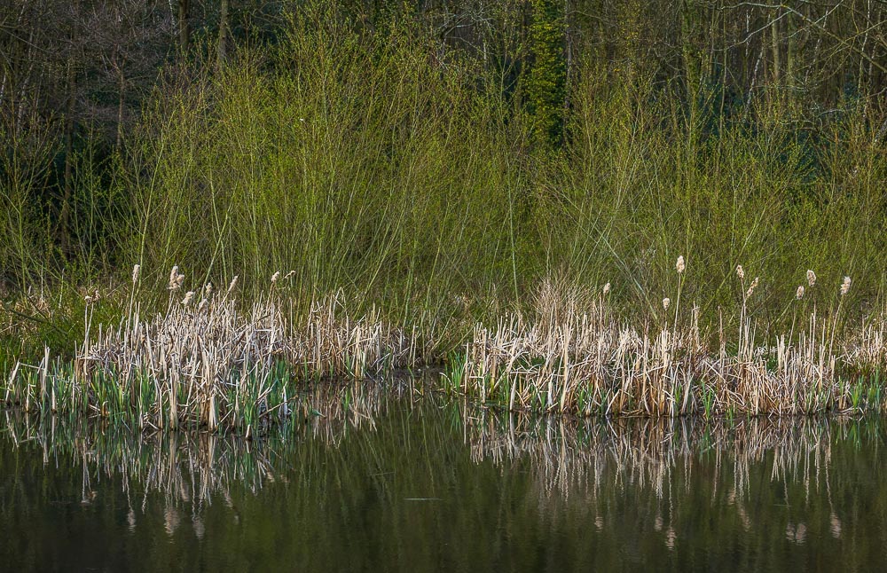 Bullrushes Bullrushes